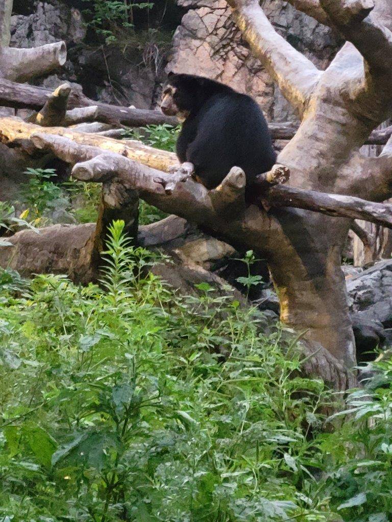 擬木の上で休む雪雄③