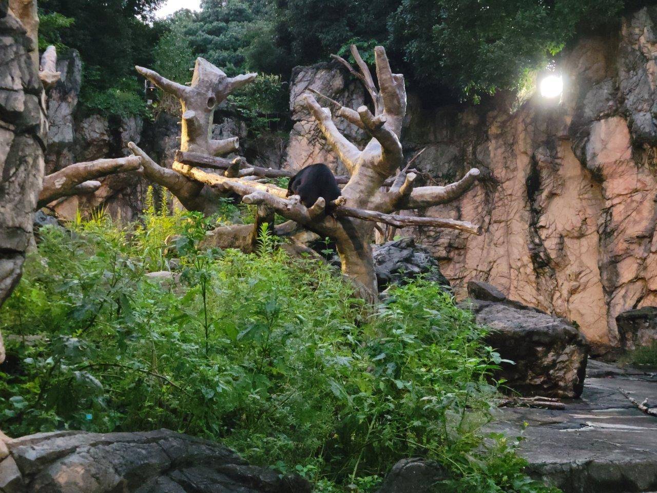 擬木の上で休む雪雄④