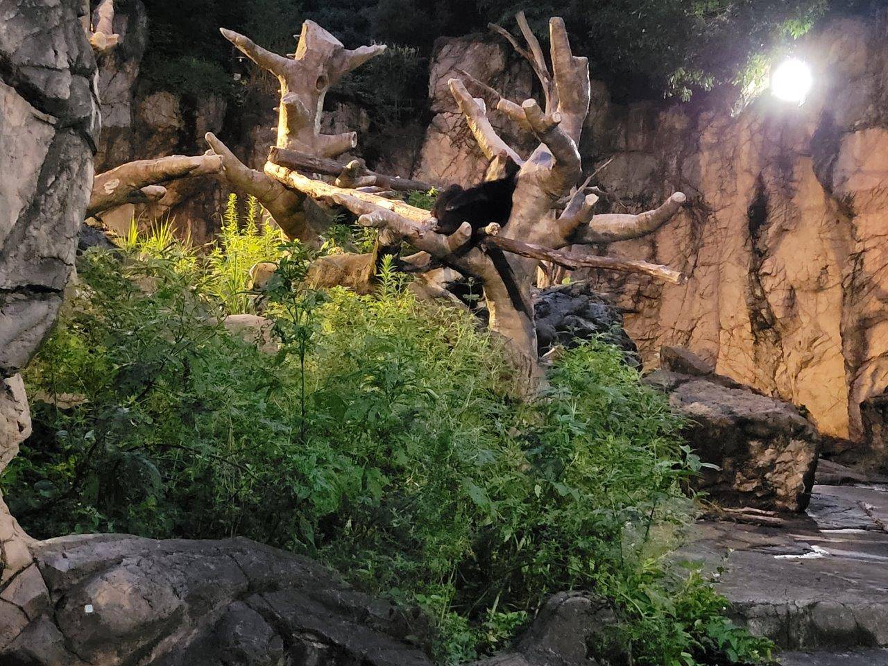 擬木の上で休む雪雄⑤