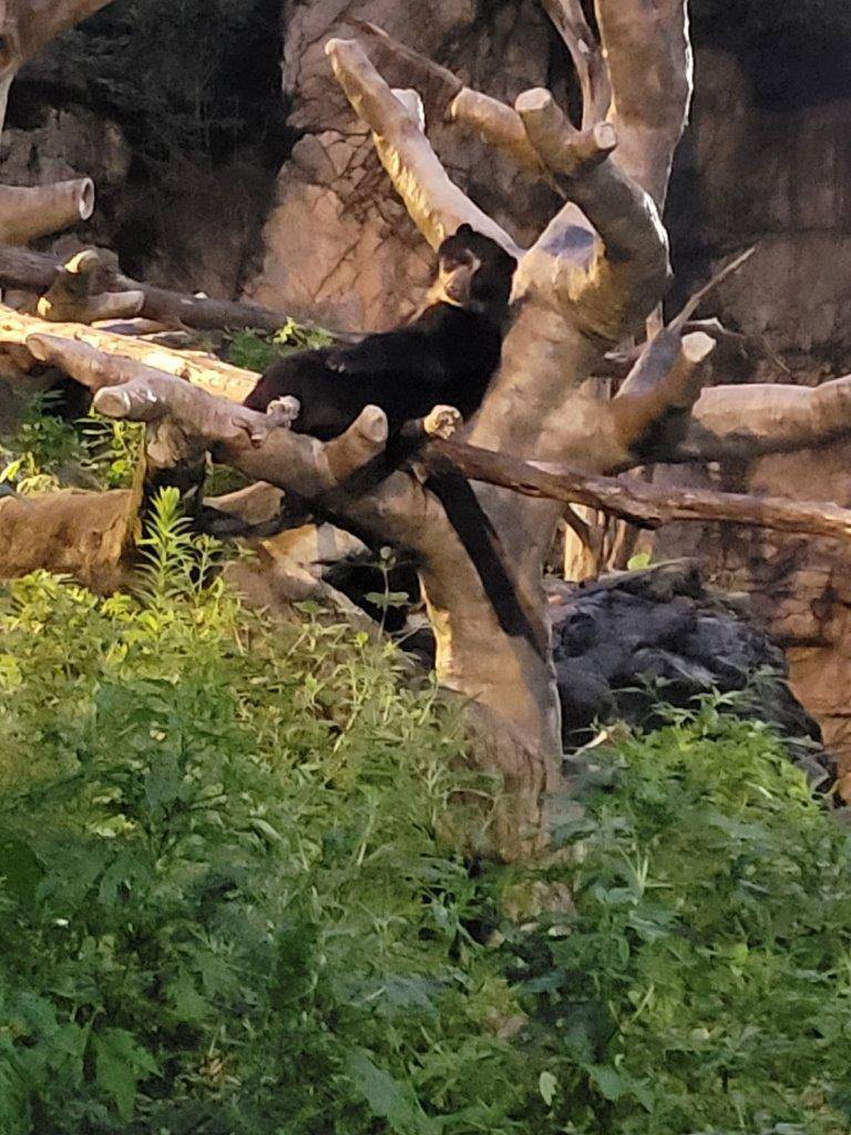 擬木の上で休む雪雄⑥