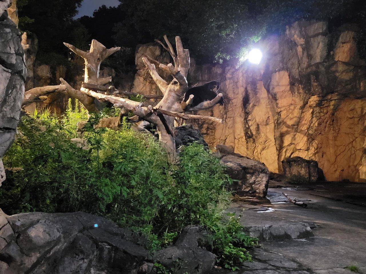 擬木の上で休む雪雄⑨