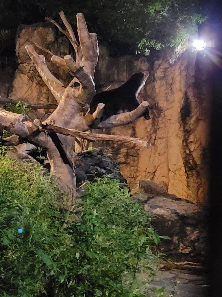 擬木の上で休む雪雄⑩