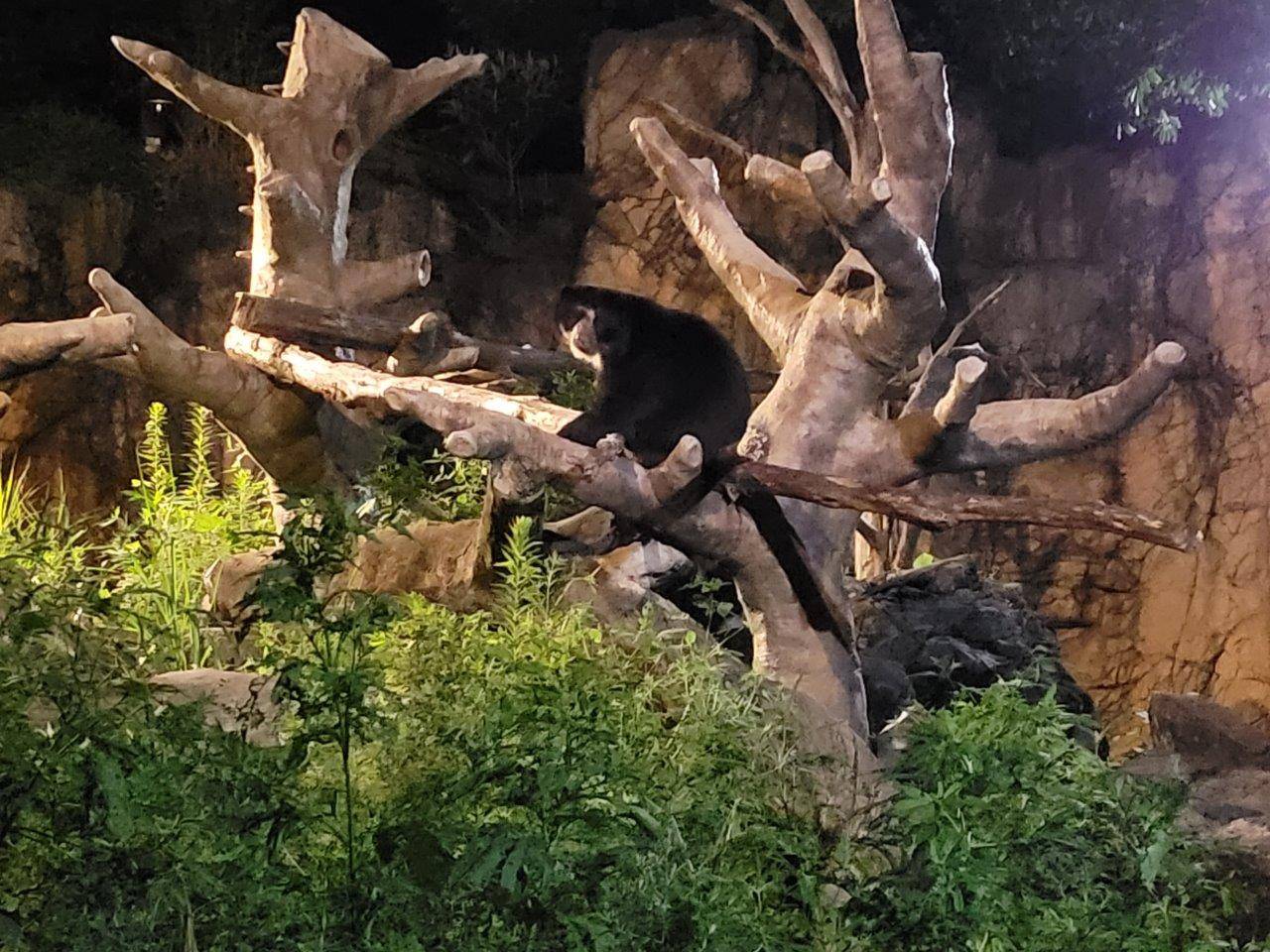 擬木の上で休む雪雄⑫