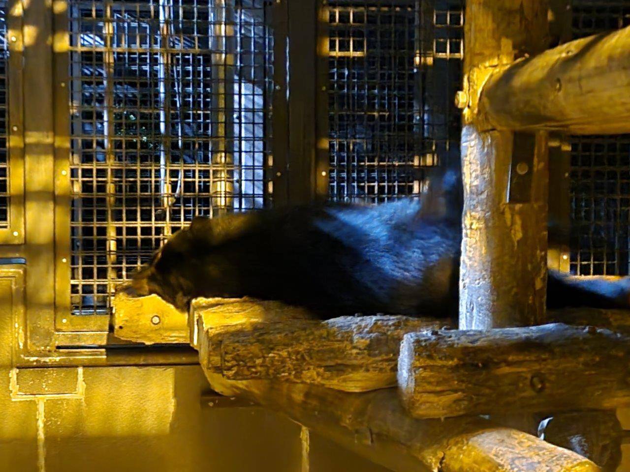 寝台上で休む雪雄