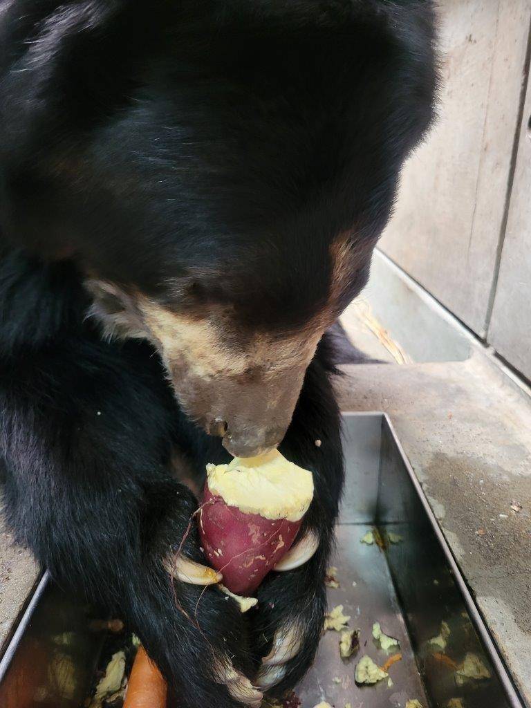 両手で持ったイモを食べるルイス⑤