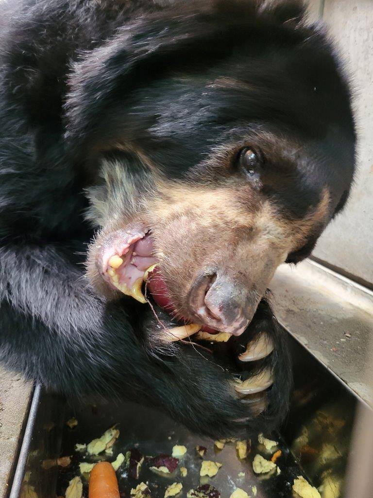 両手で持ったイモを食べるルイス④