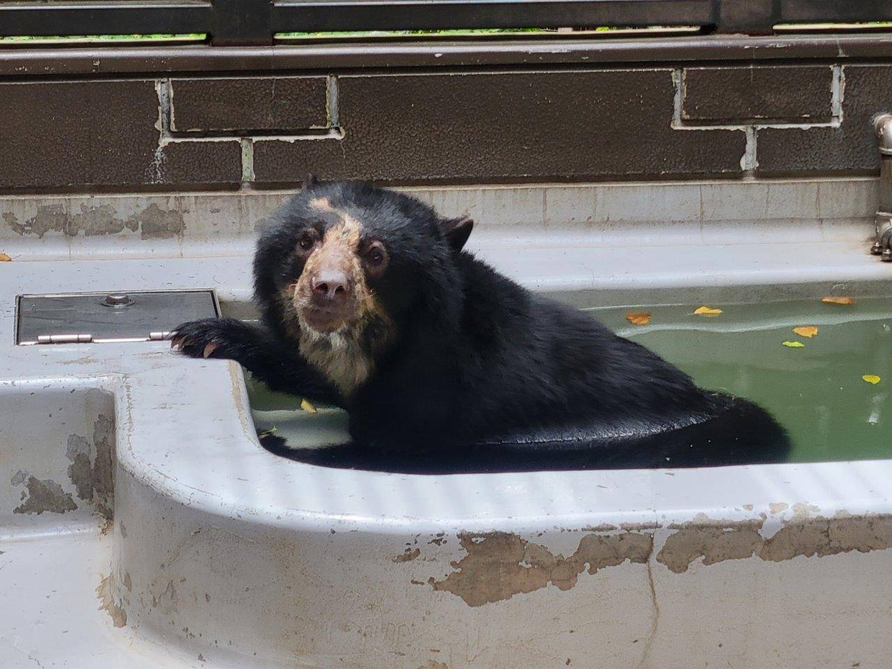 サブ運動場のプールに入る美雪