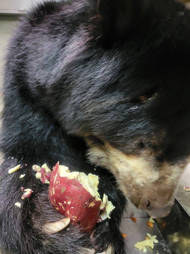 両手で持ったイモを食べるルイス②