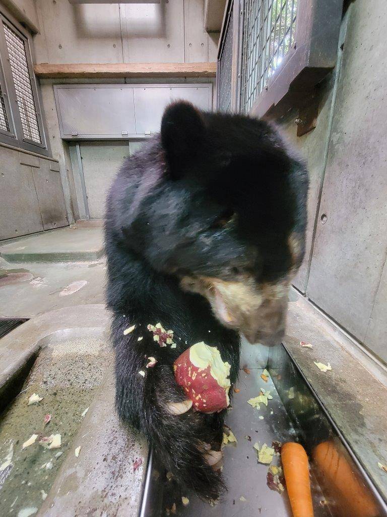 両手で持ったイモを食べるルイス①