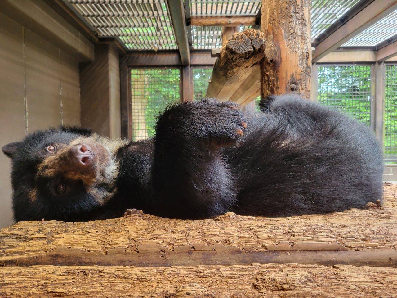 サブの寝台上で休む美雪②