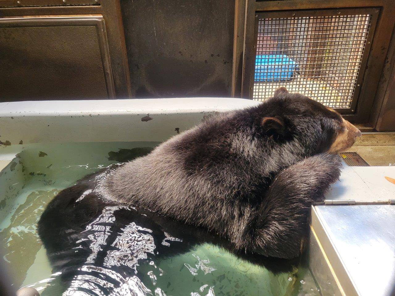 サブ運動場のプールに入るルイス②