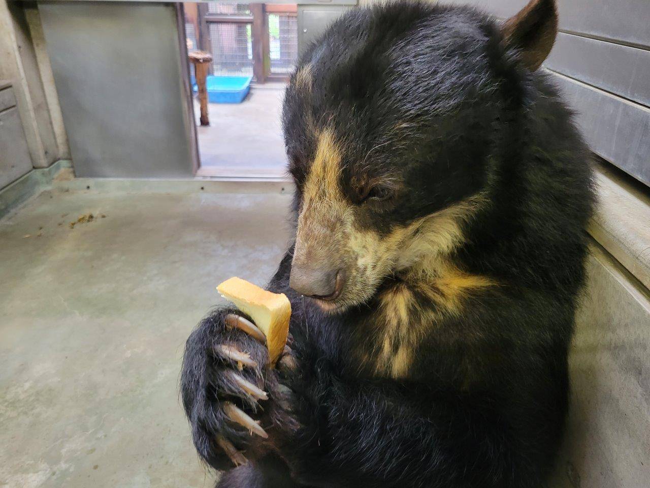 食パンを見つめる美雨