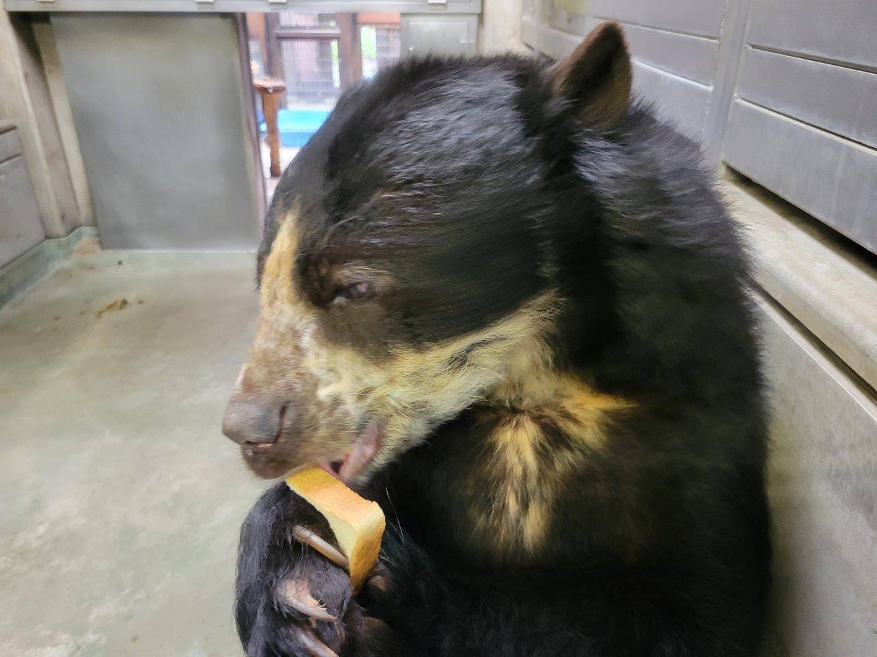 食パンを食べる美雨⑦