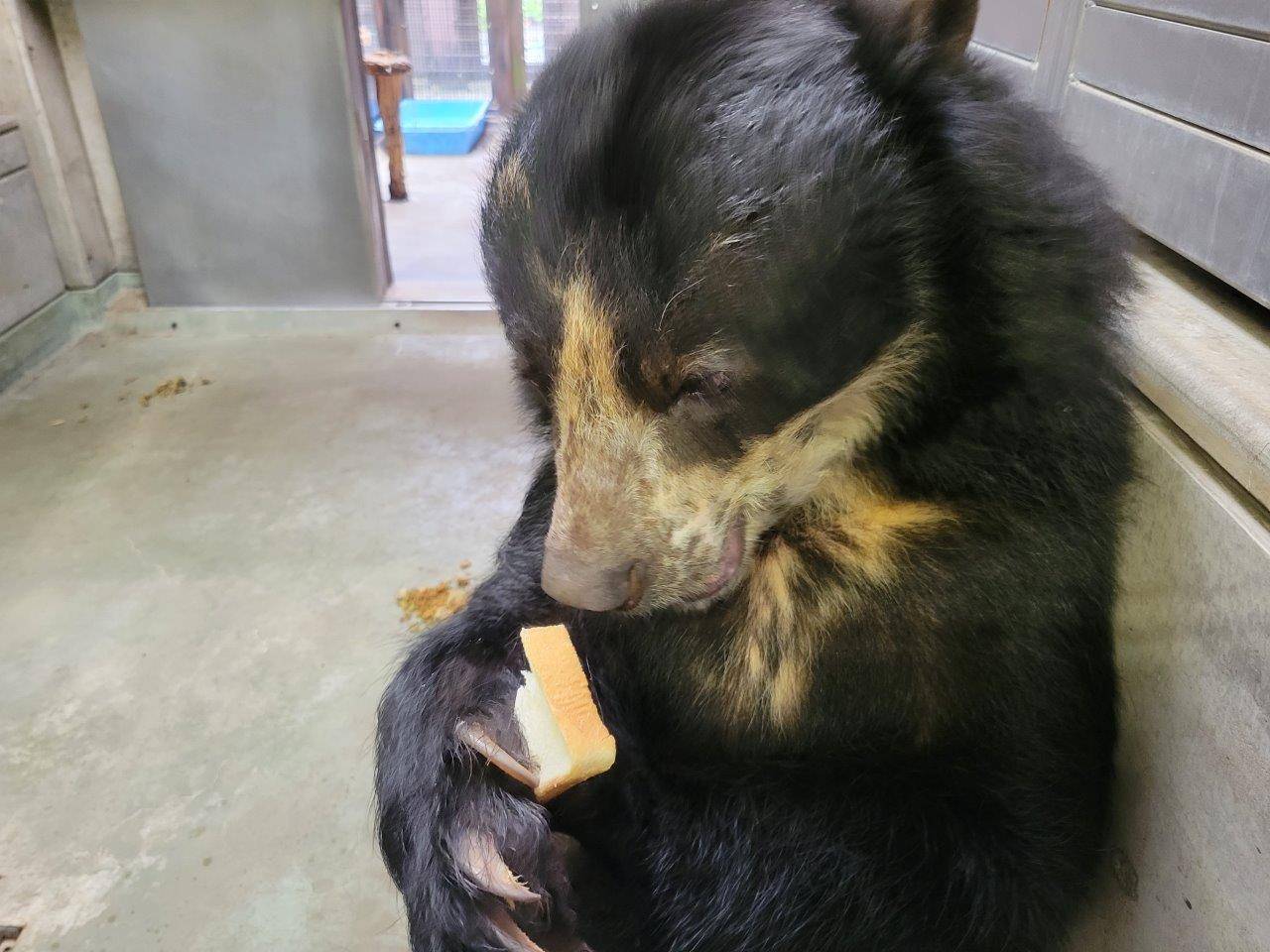 食パンを食べる美雨①