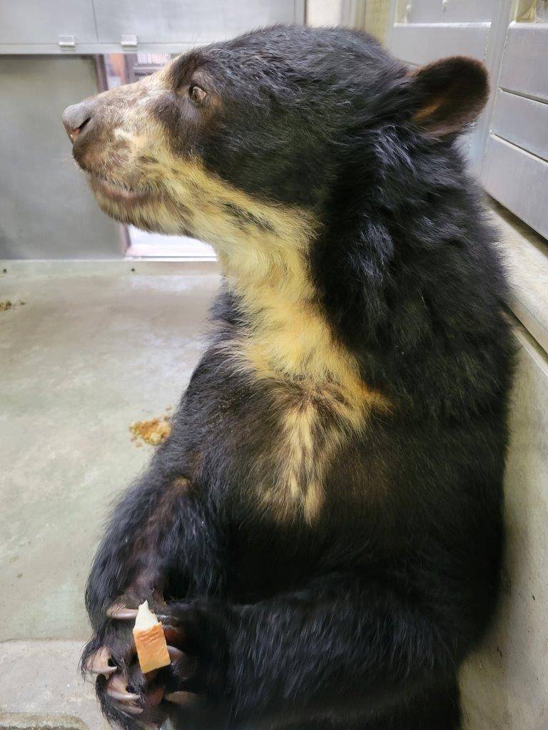 食パンを食べる美雨③