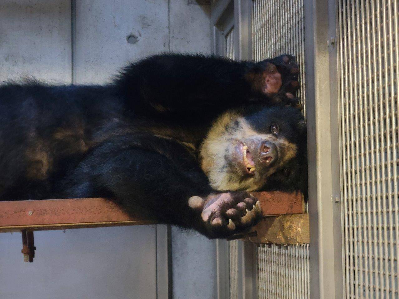 寝室の寝台上で休む美雨③