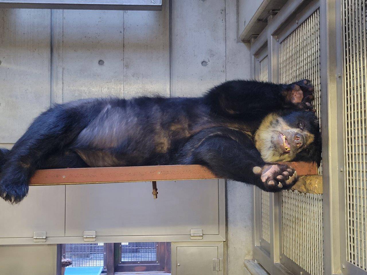 寝室の寝台上で休む美雨④