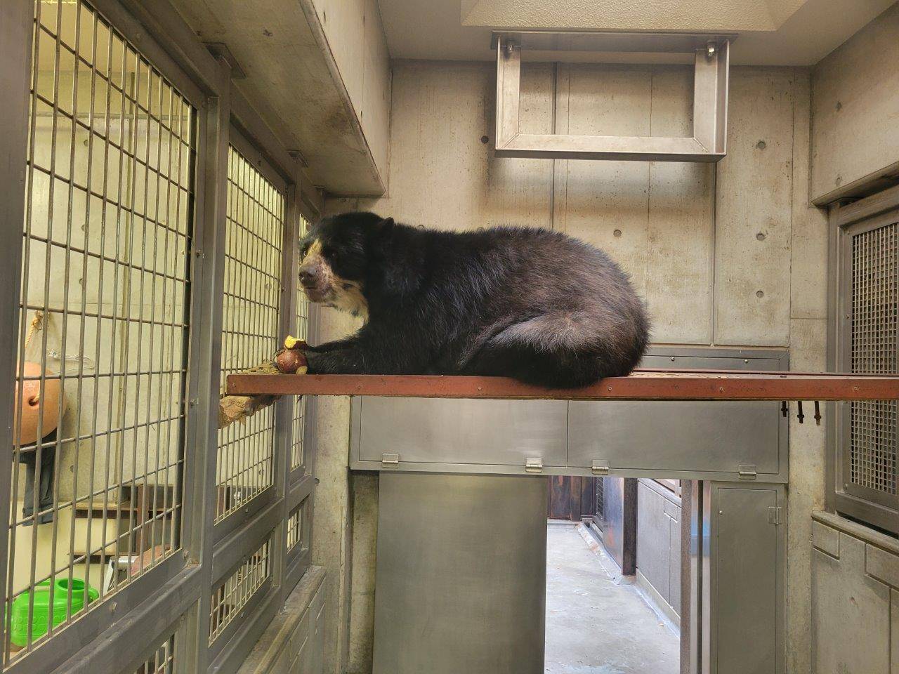 寝台上で採餌する美雨