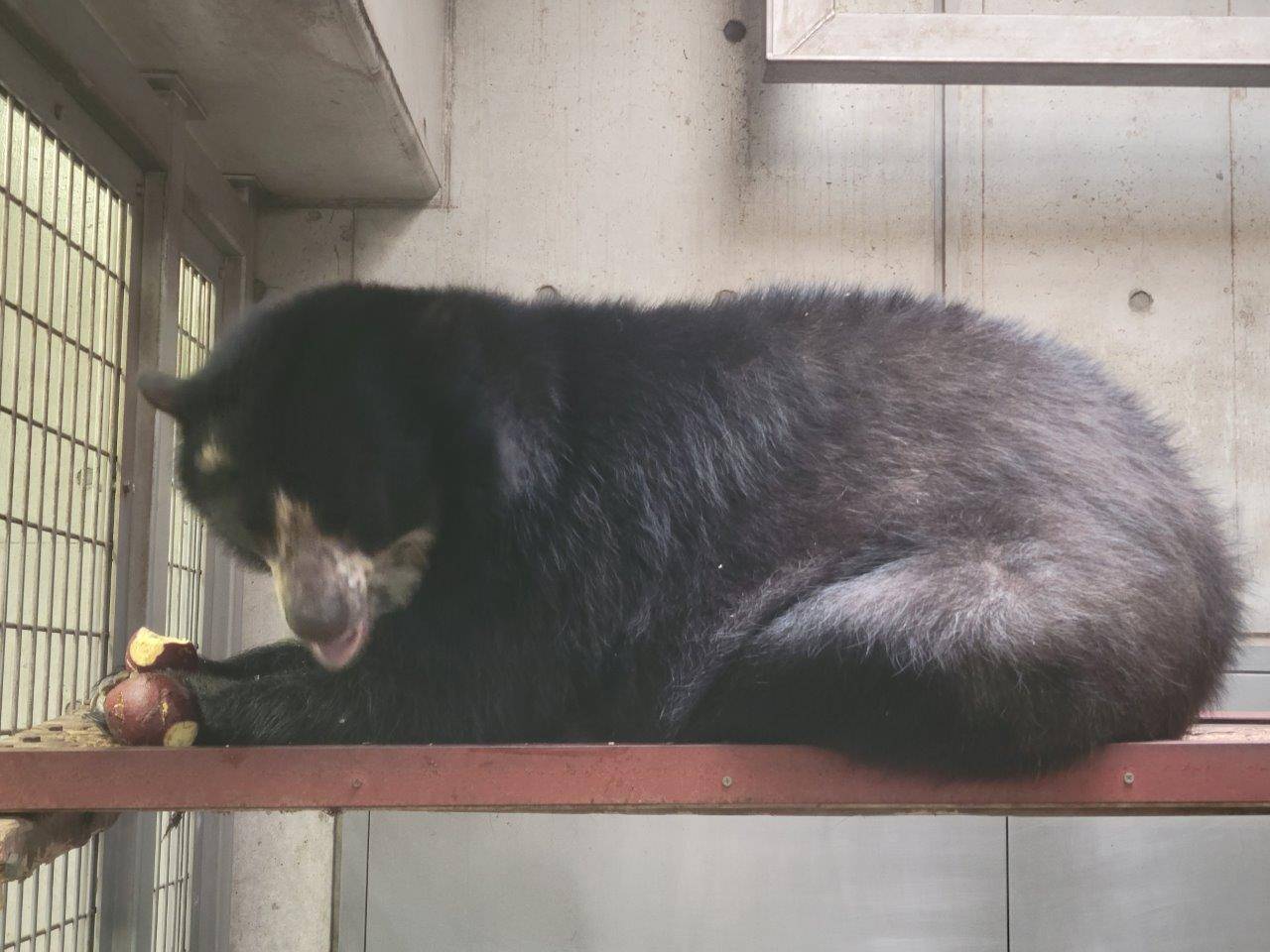寝台上で採餌する美雨①