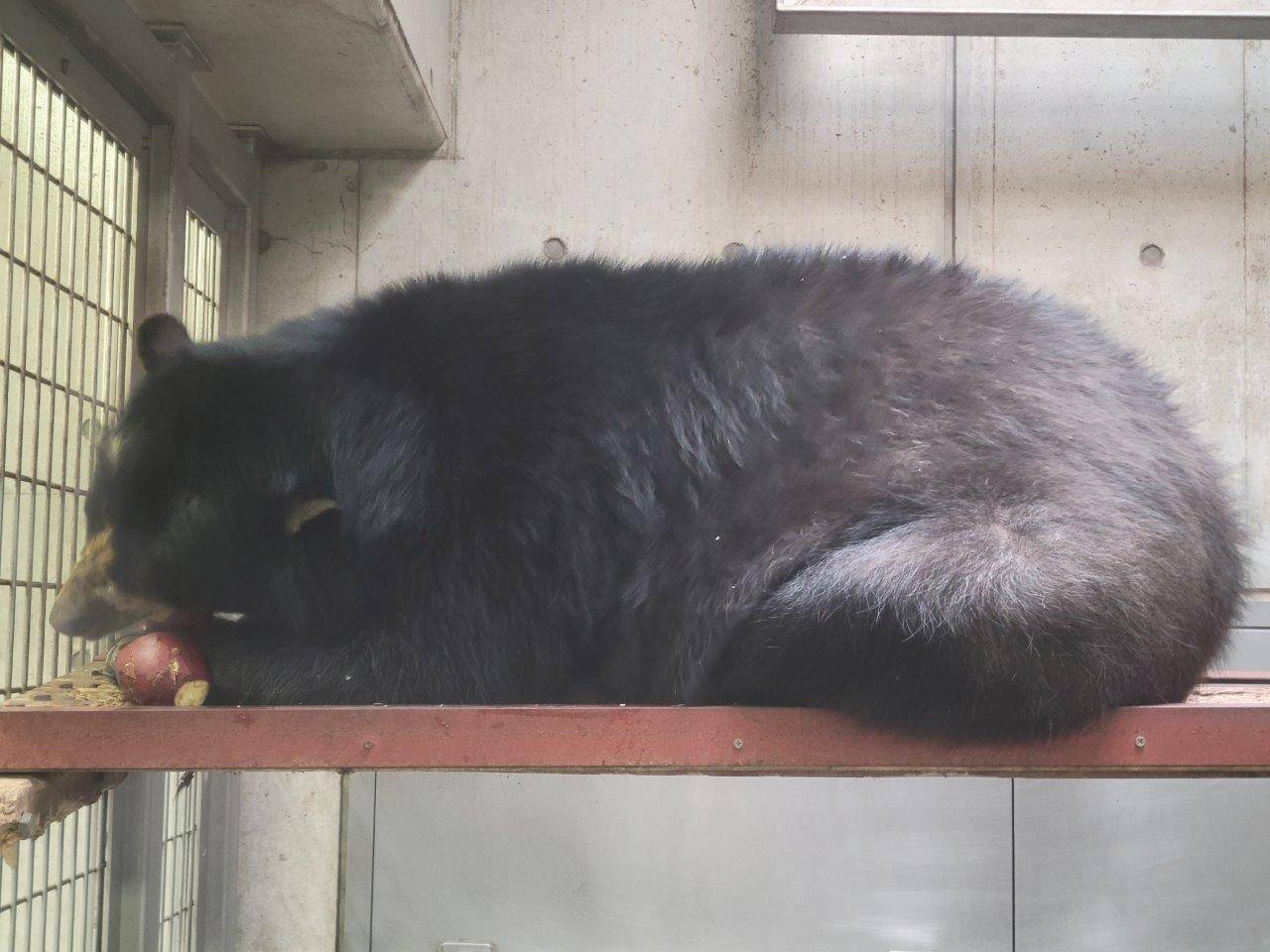 寝台上で採餌する美雨②