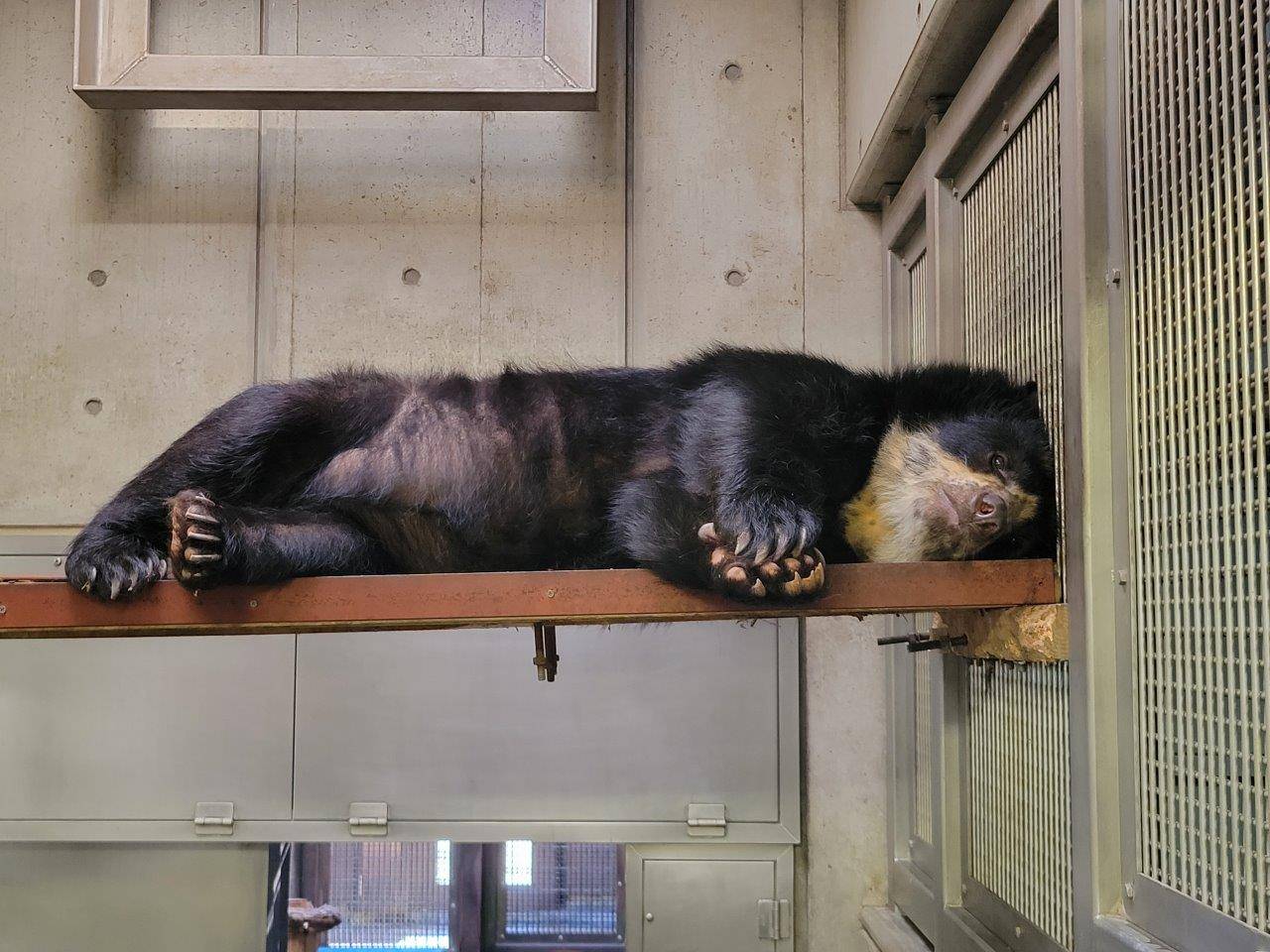 寝室の寝台上で休む美雨②