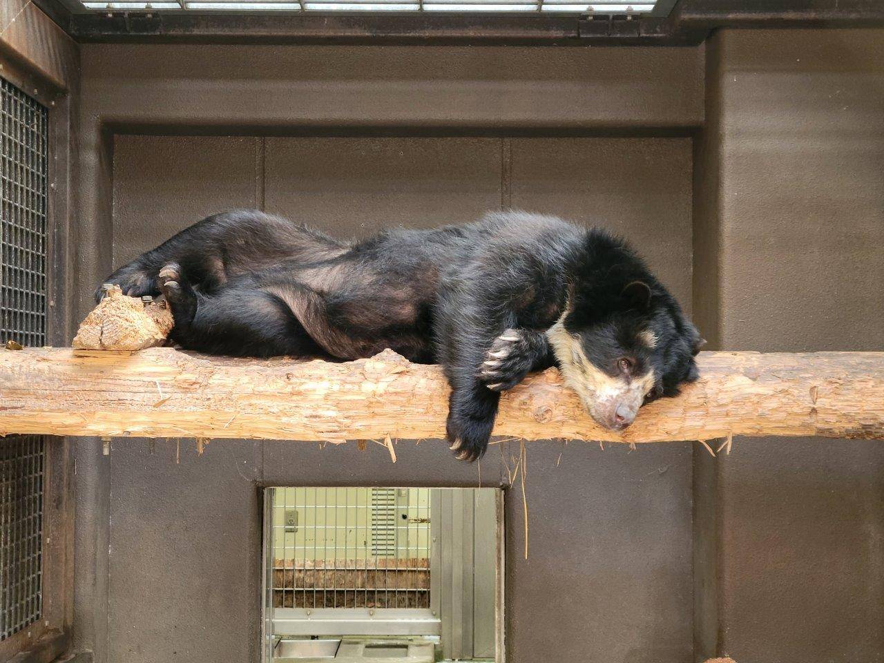 サブの寝台上で休む美雨②