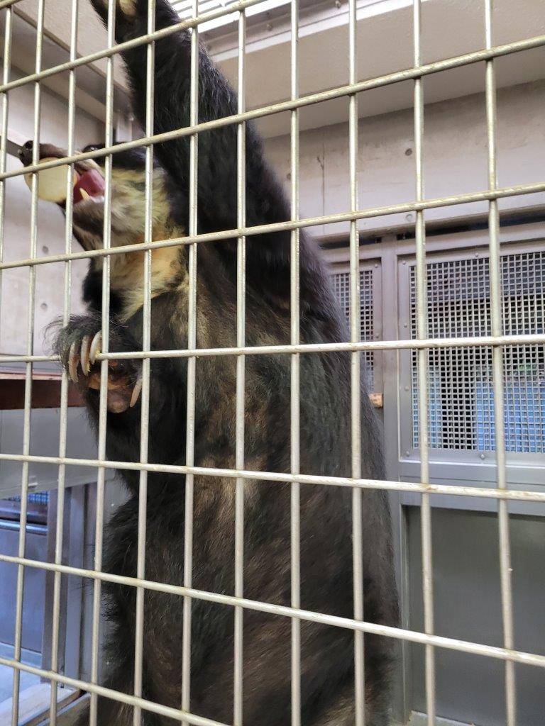 餌をくわえて金網をよじ登る美雨