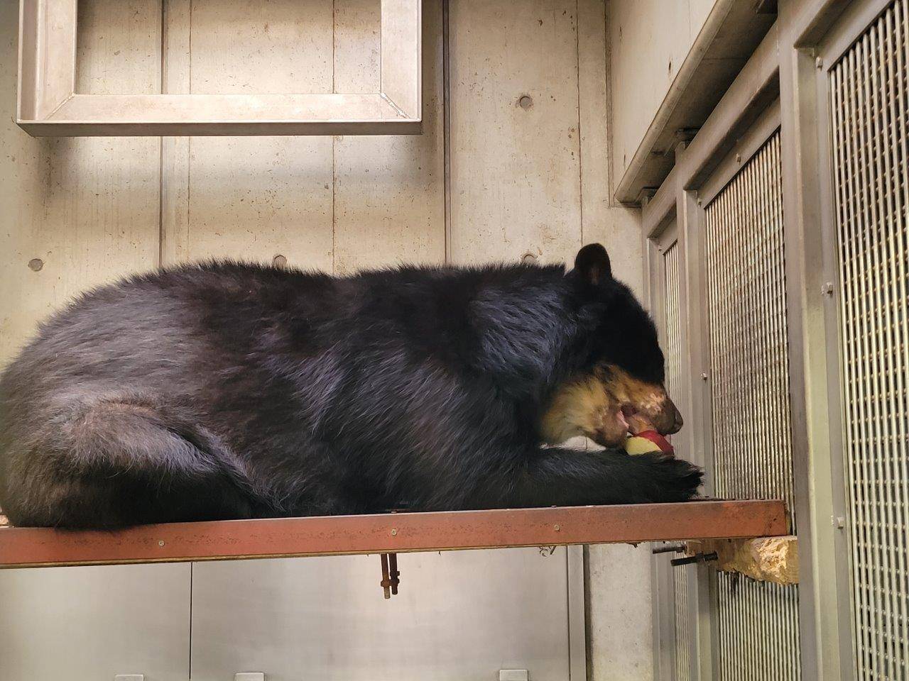 寝台上で採餌する美雨③