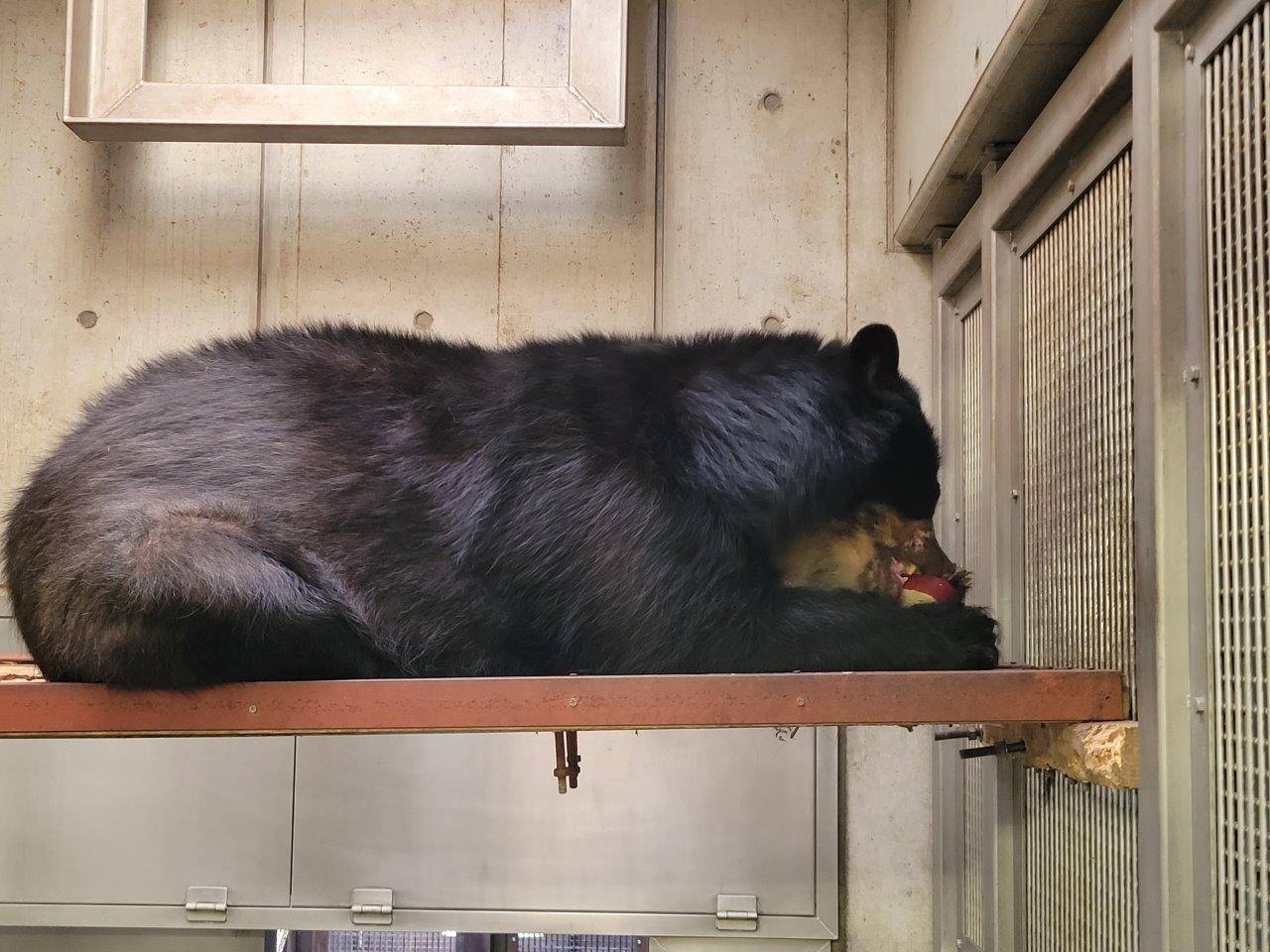 寝台上で採餌する美雨④