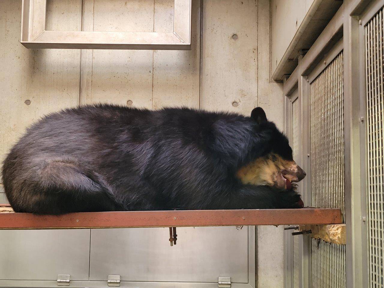 寝台上で採餌する美雨⑤