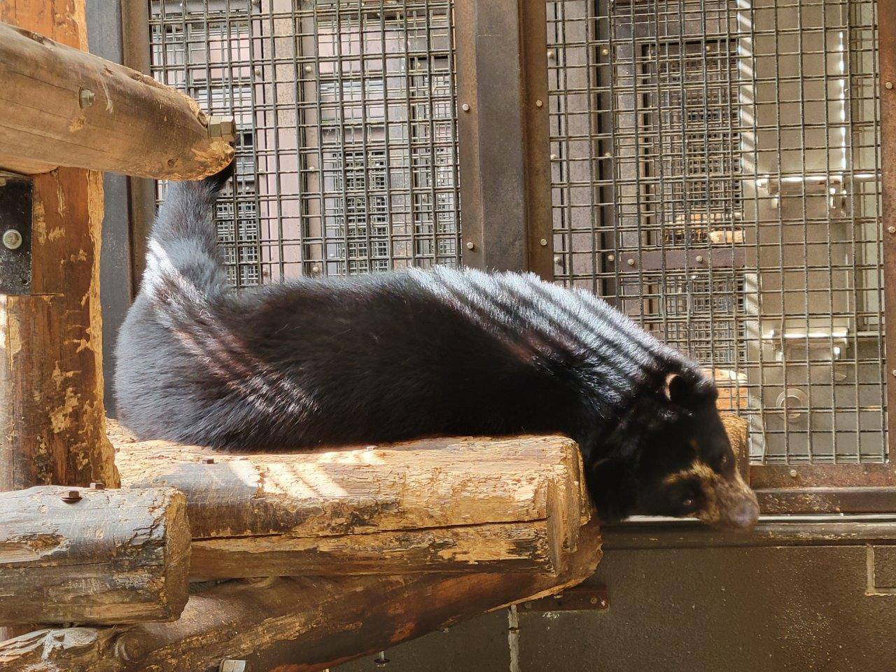 サブの寝台上で休む美雪①