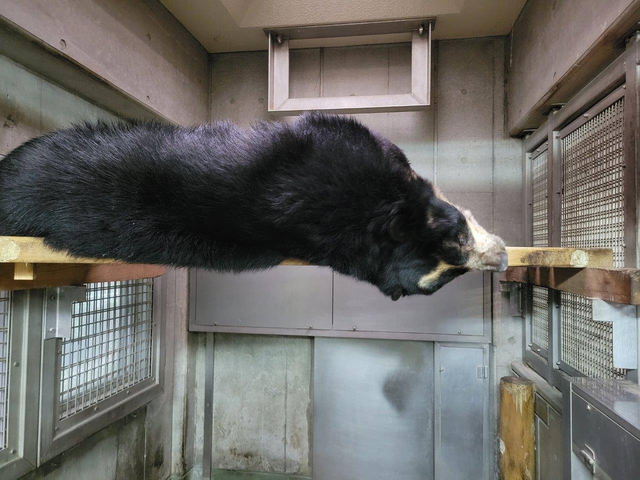寝室の寝台上で休む美雪①