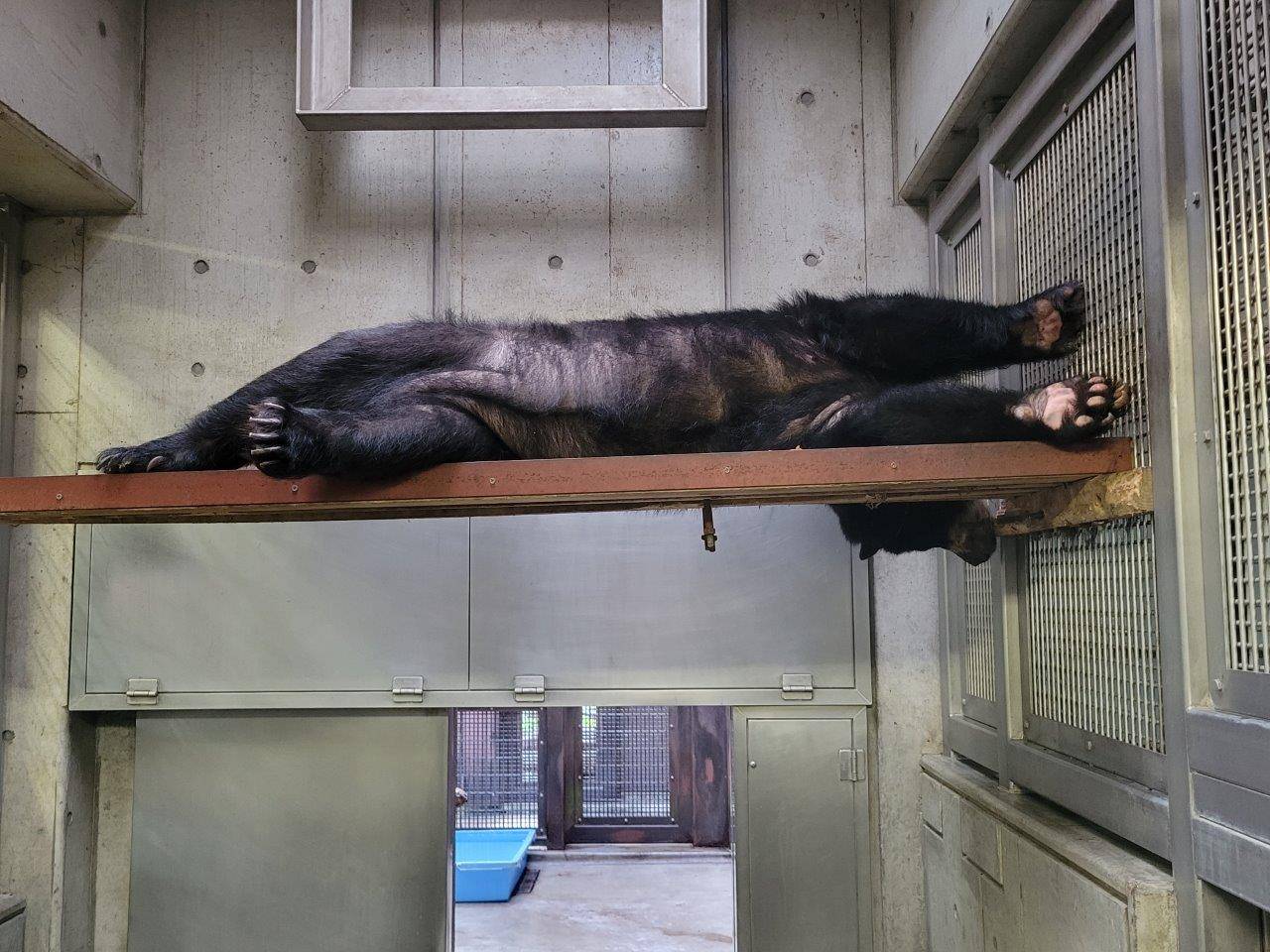 寝室の寝台上で休む美雨③