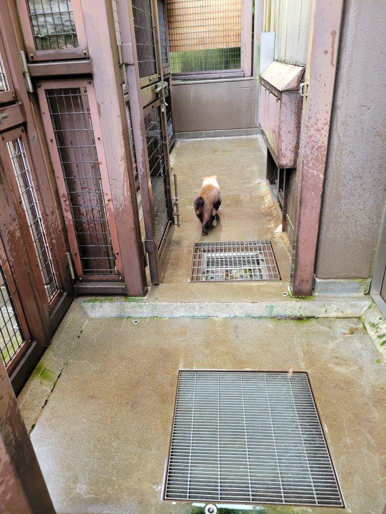 通路を通って引っ越しする雄