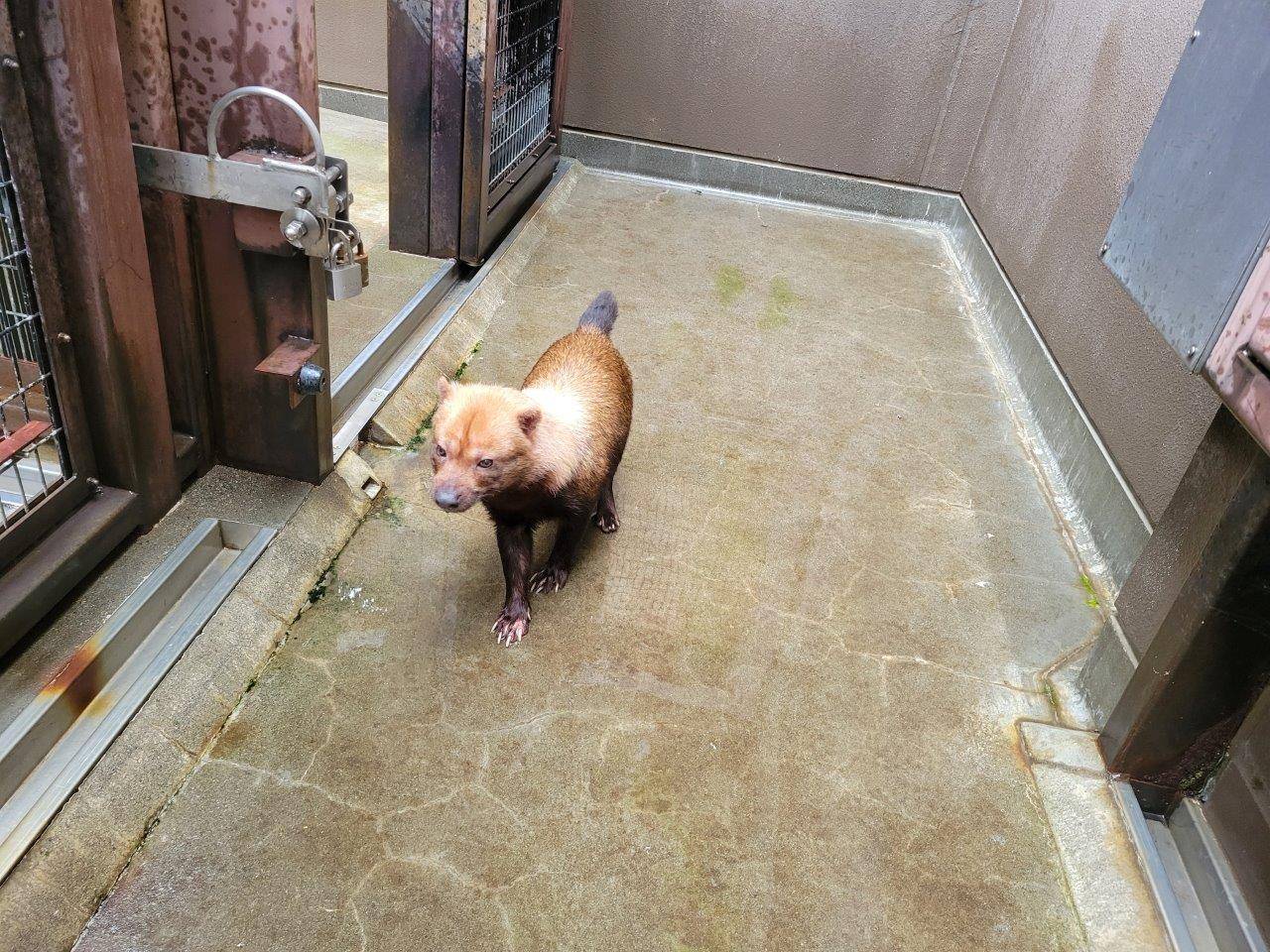 元に戻ろうとする雄