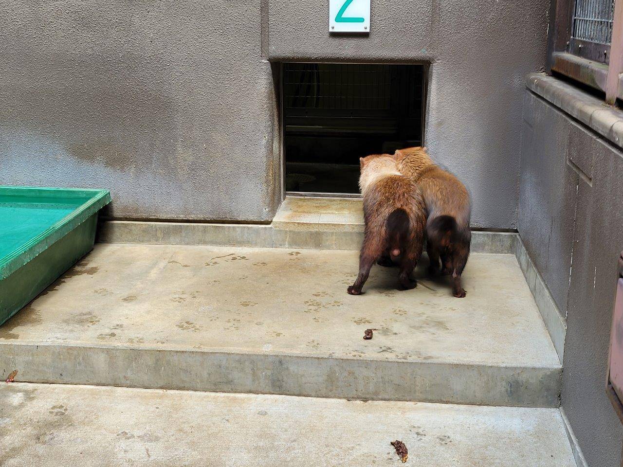 触れ合う雌雄①