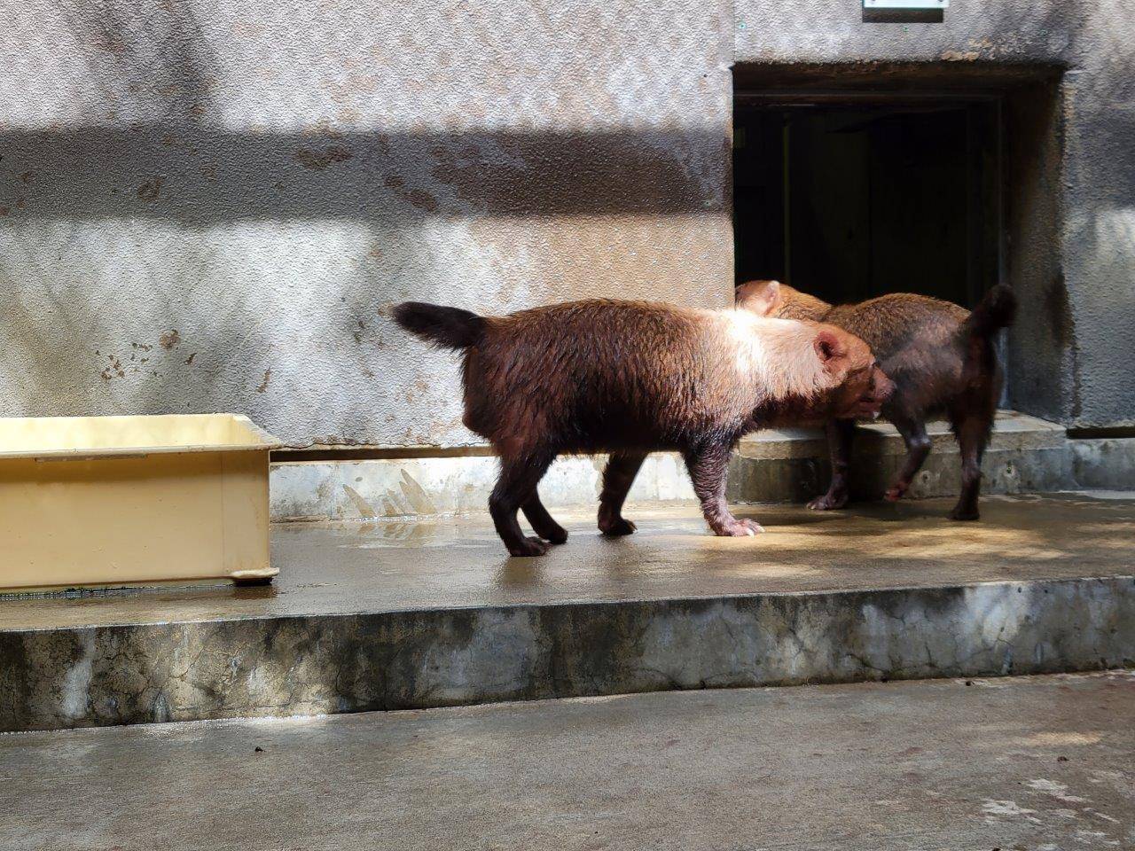 互いに匂いを嗅ぐ雌雄