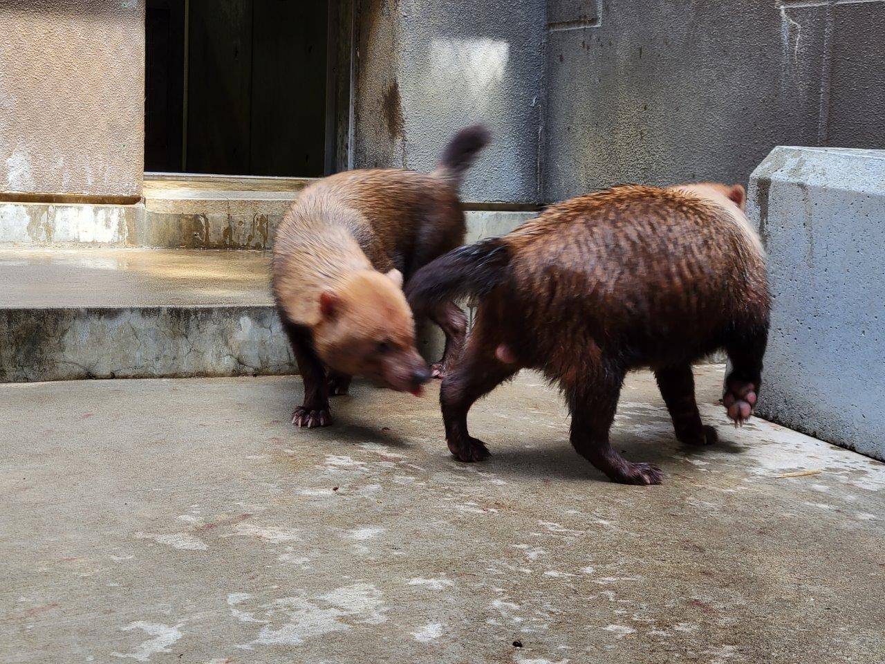 オスの背後を匂うメス