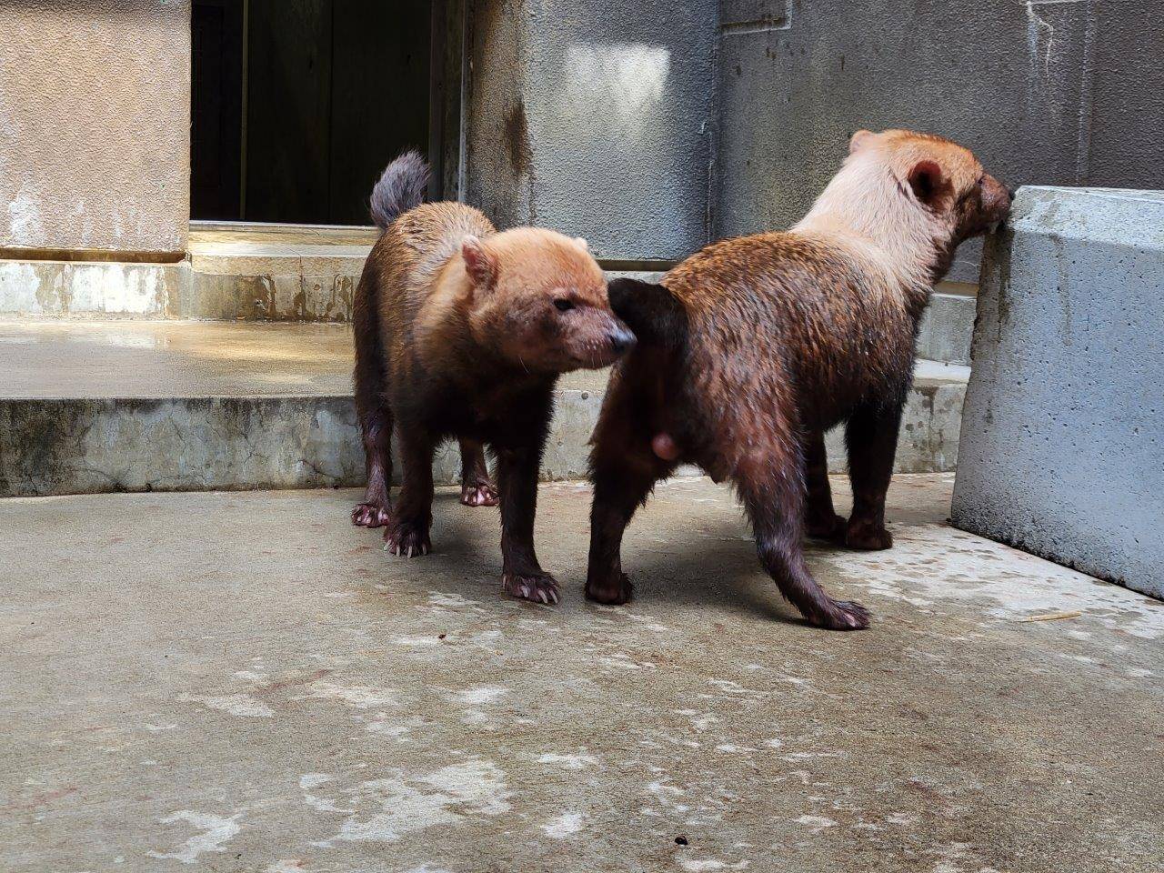 メスのマーキング痕を匂う雄