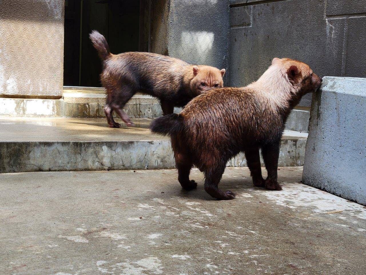メスのマーキング痕を匂う雄①