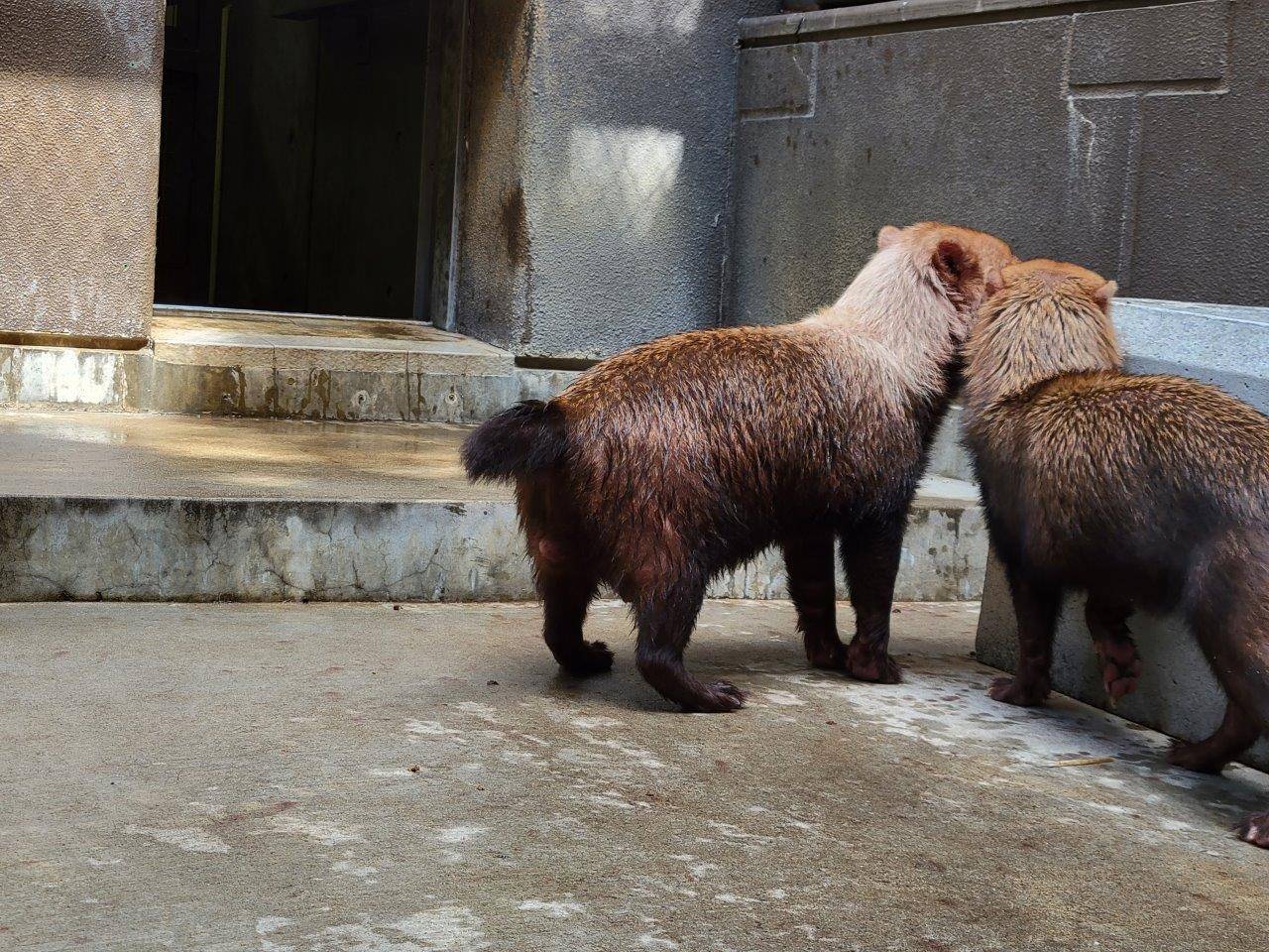 鼻っ面が触れ合うくらいに接近する雌雄