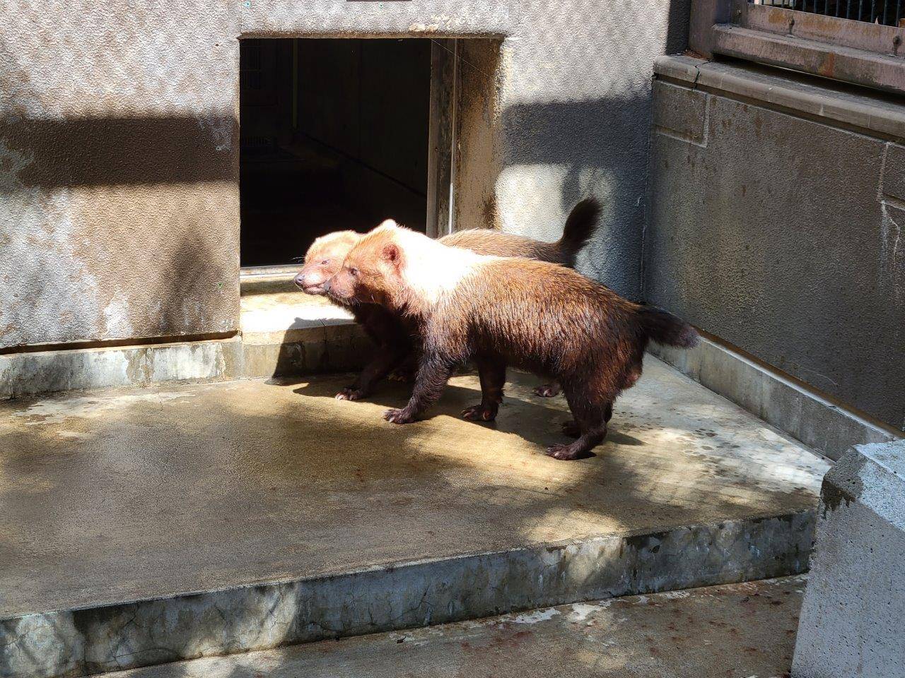 触れ合う雌雄②