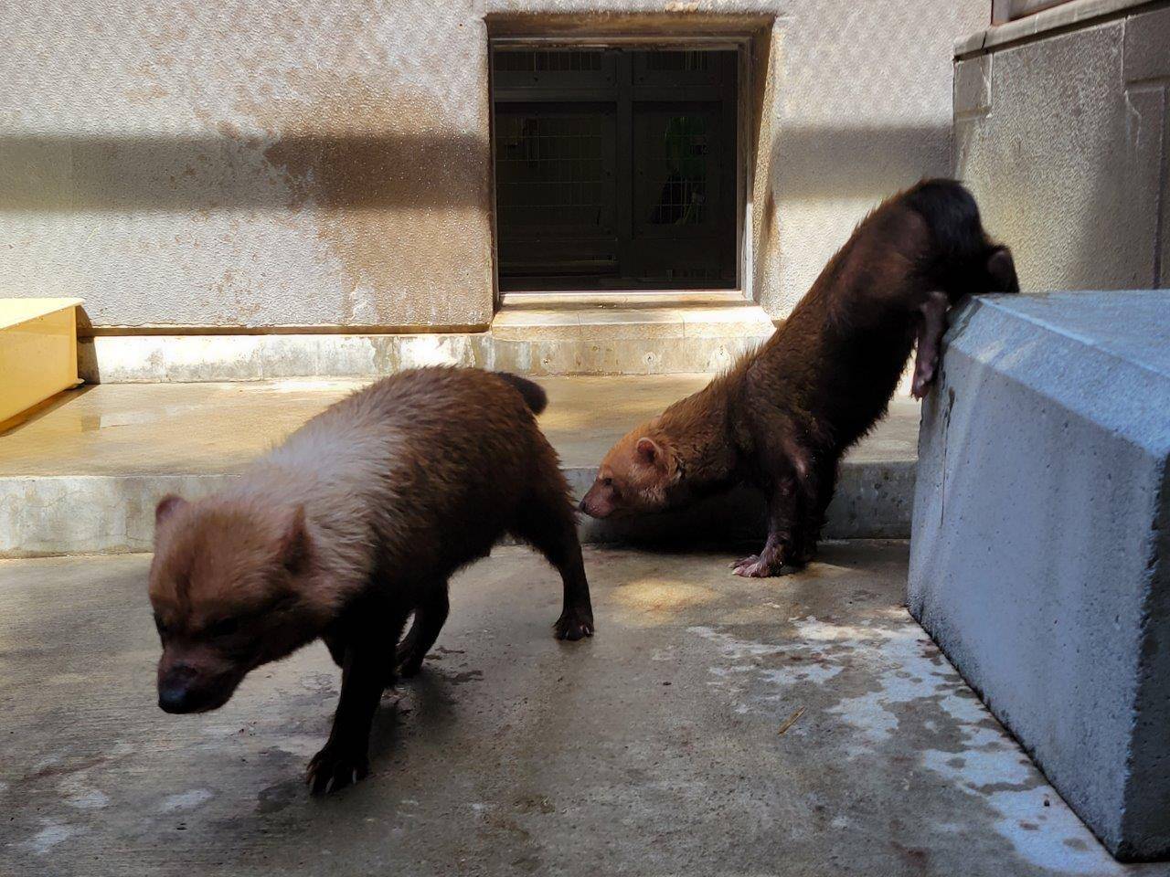 逆立ちしてマーキングする雌