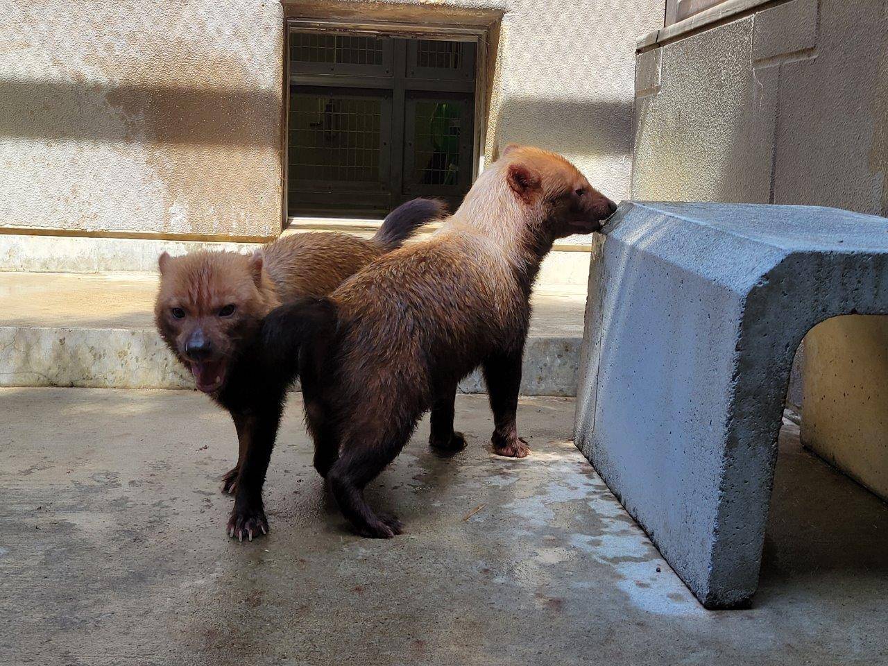 メスのマーキング痕を匂う雄②