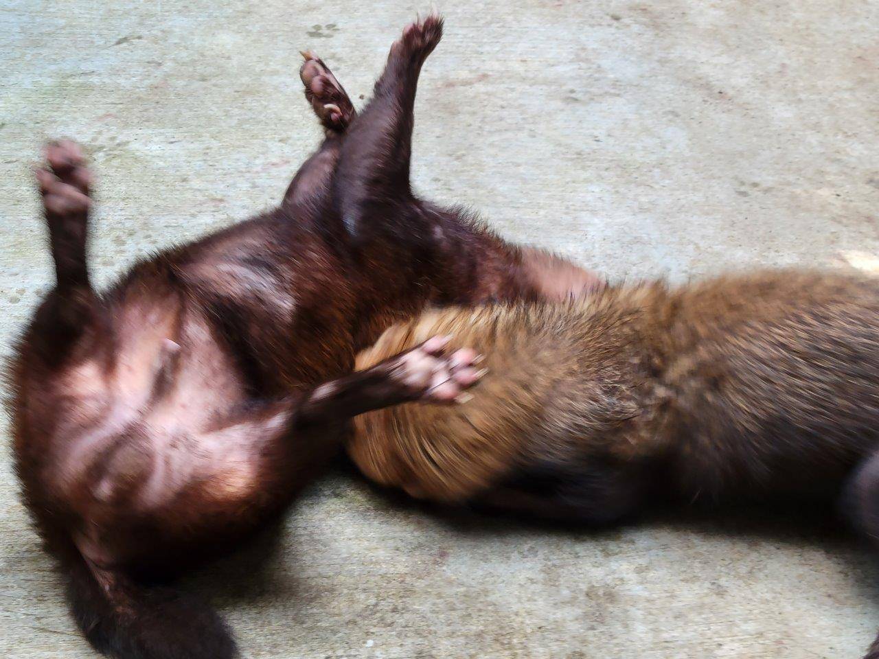 互いに噛みつきあう雌雄②