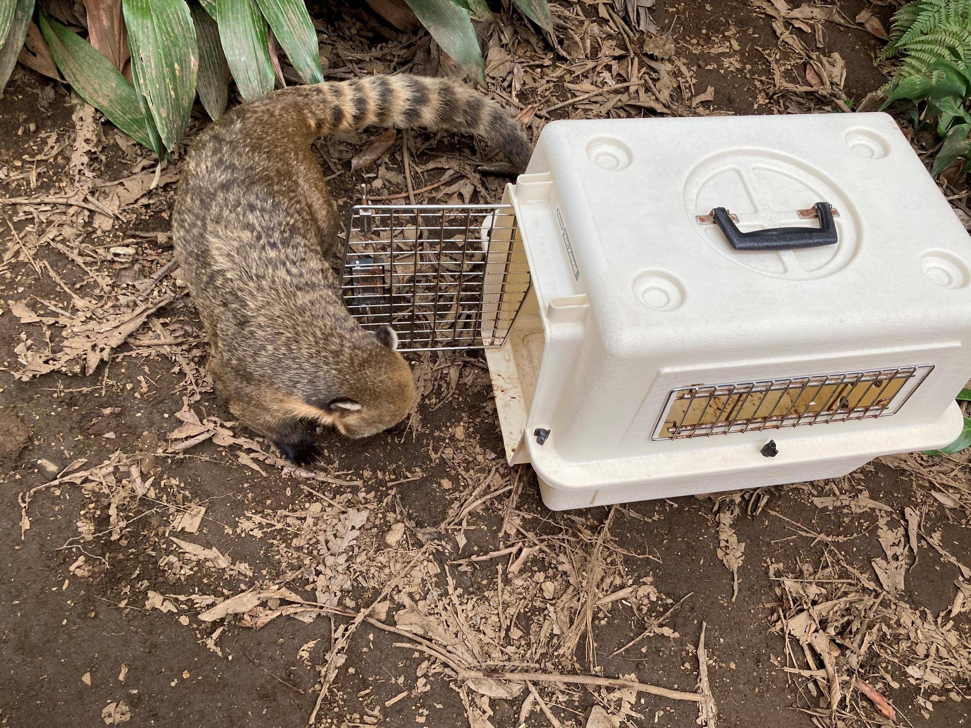 ケージ 入ります1.jpg