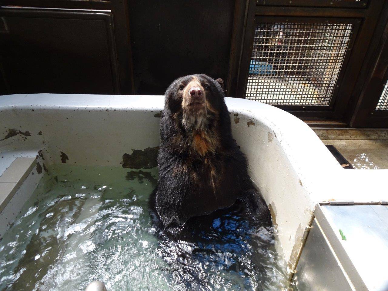 サブ運動場のプールに入るルイス①