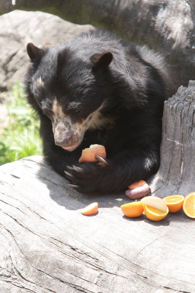 両手でリンゴを持つ美雨④