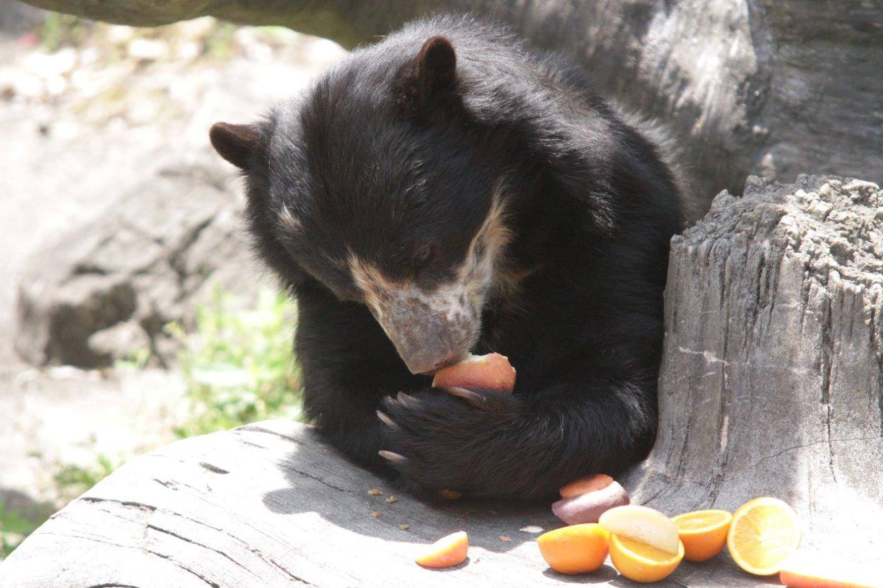 両手でリンゴを持つ美雨③