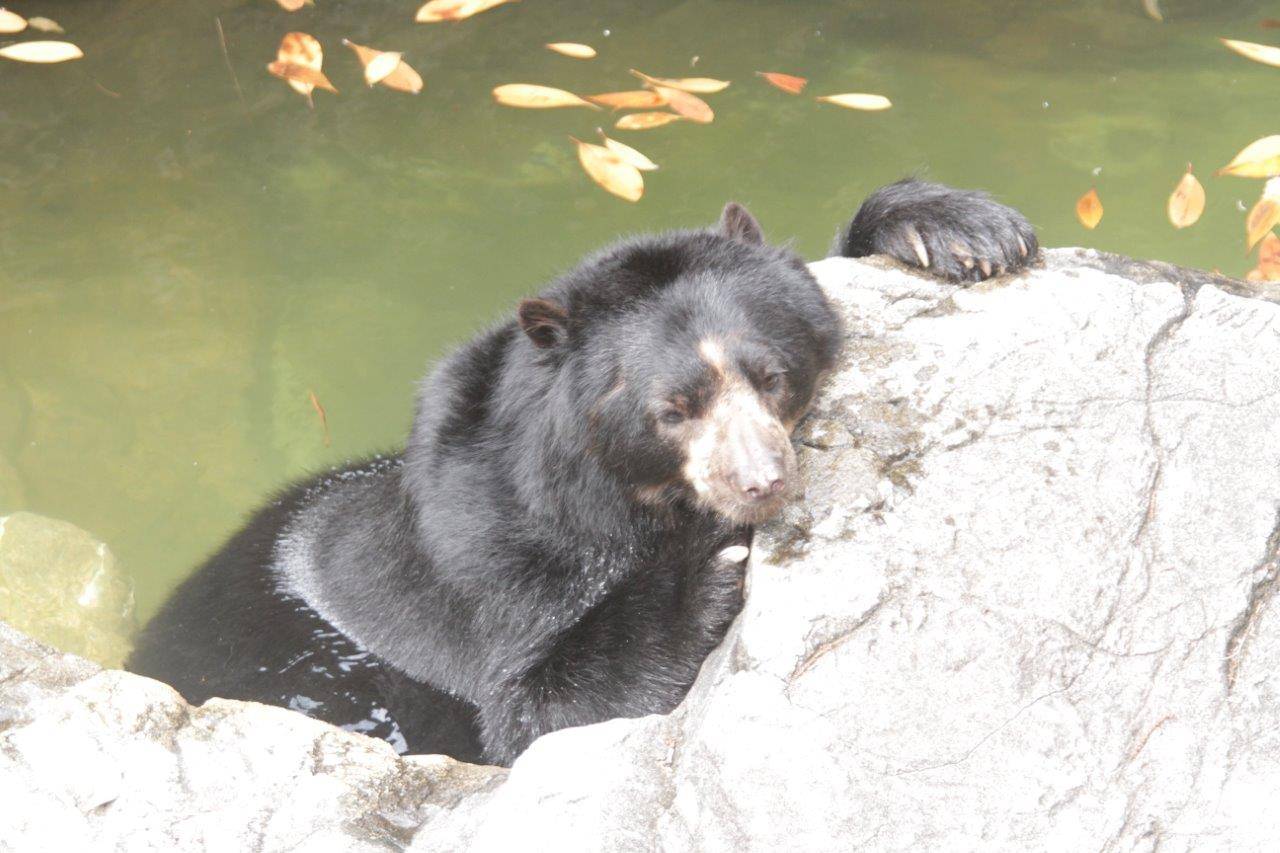 展示場のプールに入るルイス②